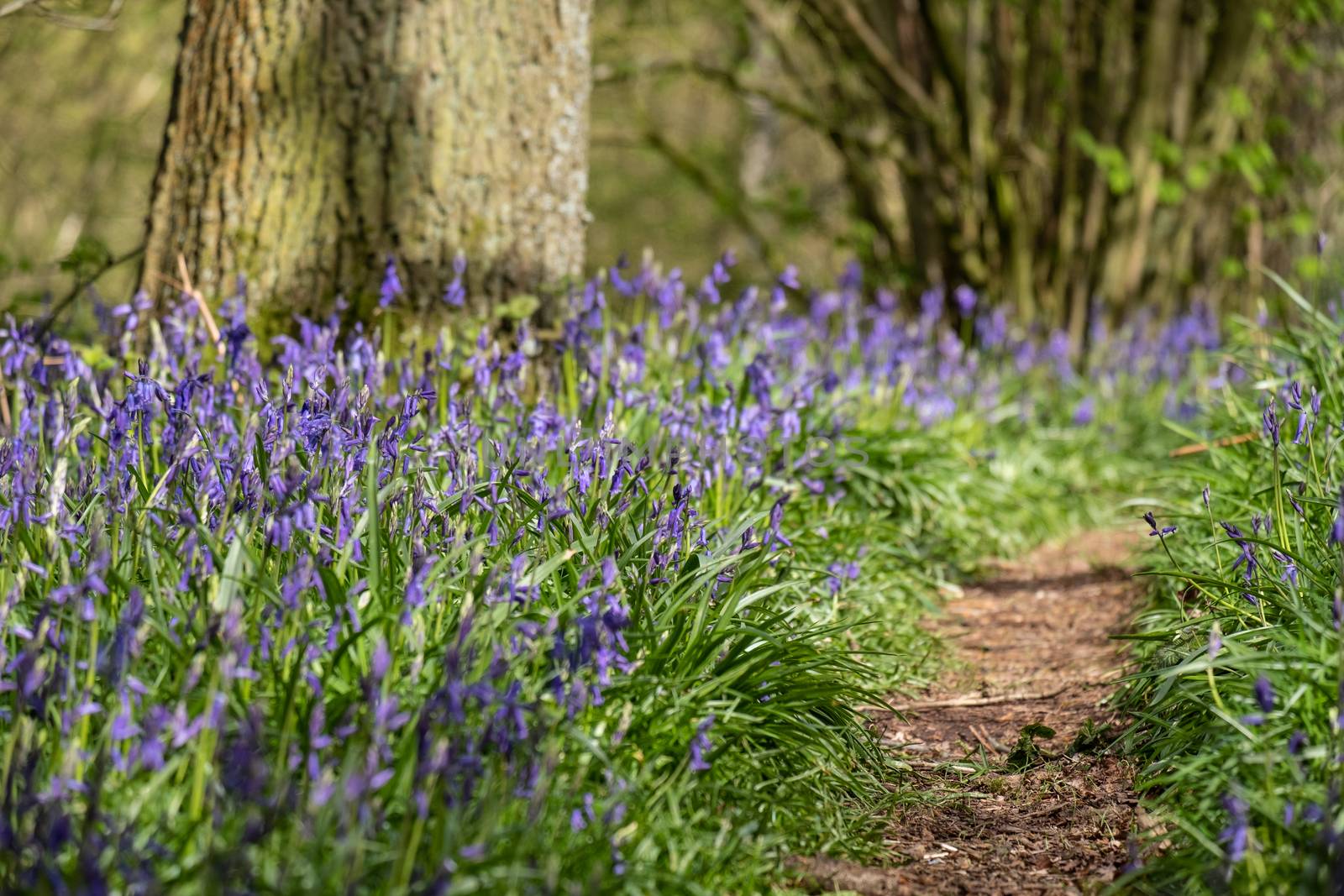 Carpet of bluebells at Beaconwood and the Winsel