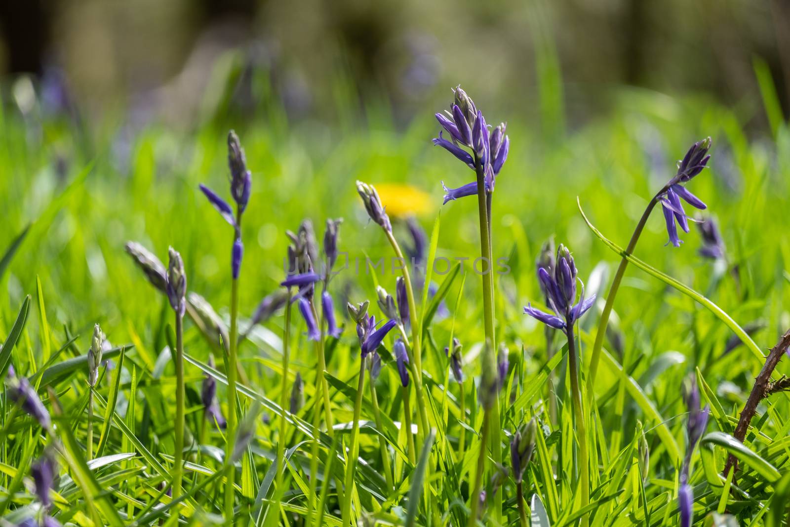 Close up view of bluebells at Beaconwood and the Winsel