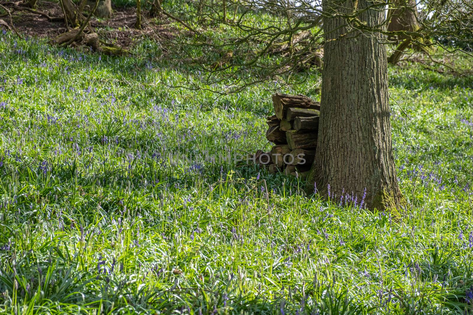 Carpet of bluebells at Beaconwood and the Winsel