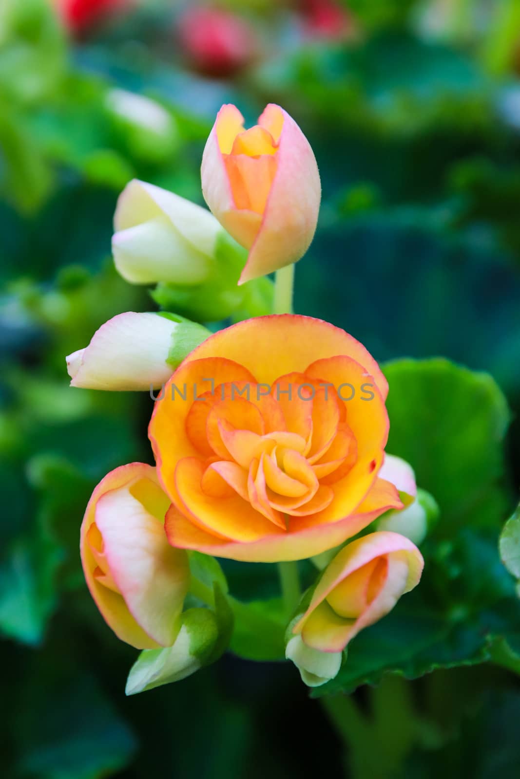 Pattern of beautiful natural  begonia flowers texture full blooming in flower garden for background and wallpaper, soft focus