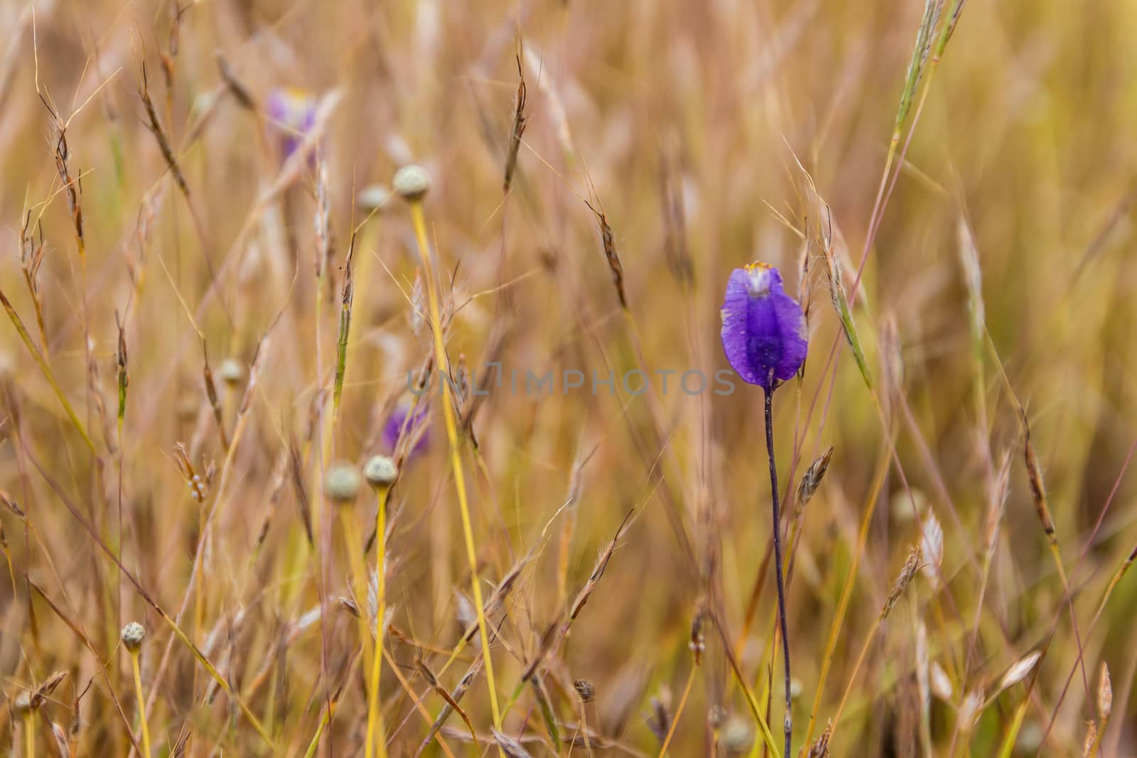 Dusita Wild flower blooming in Thailand by simpleBE