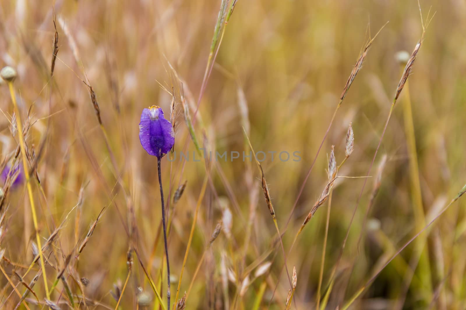 Dusita Wild flower blooming in Thailand (Lentibulariaceae, Utricularia Delphinioides)