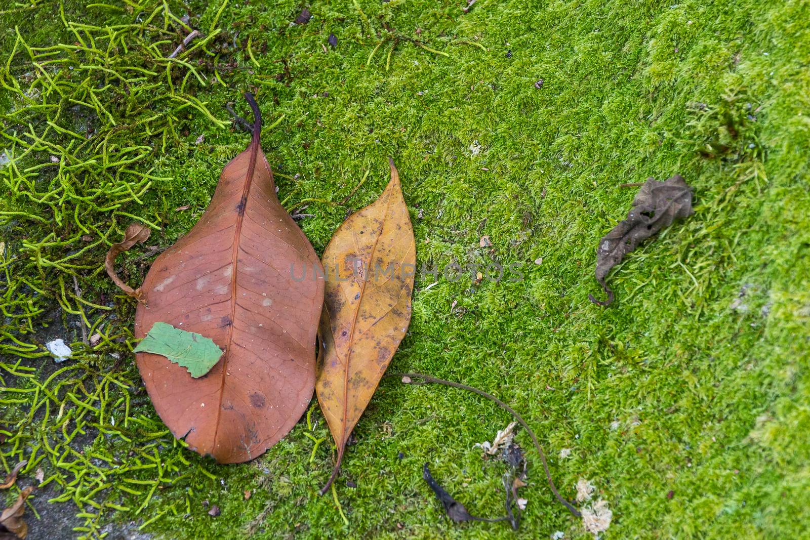 Autumn leave on moss, Moss in forest, dry leaf fallen on green moss floor