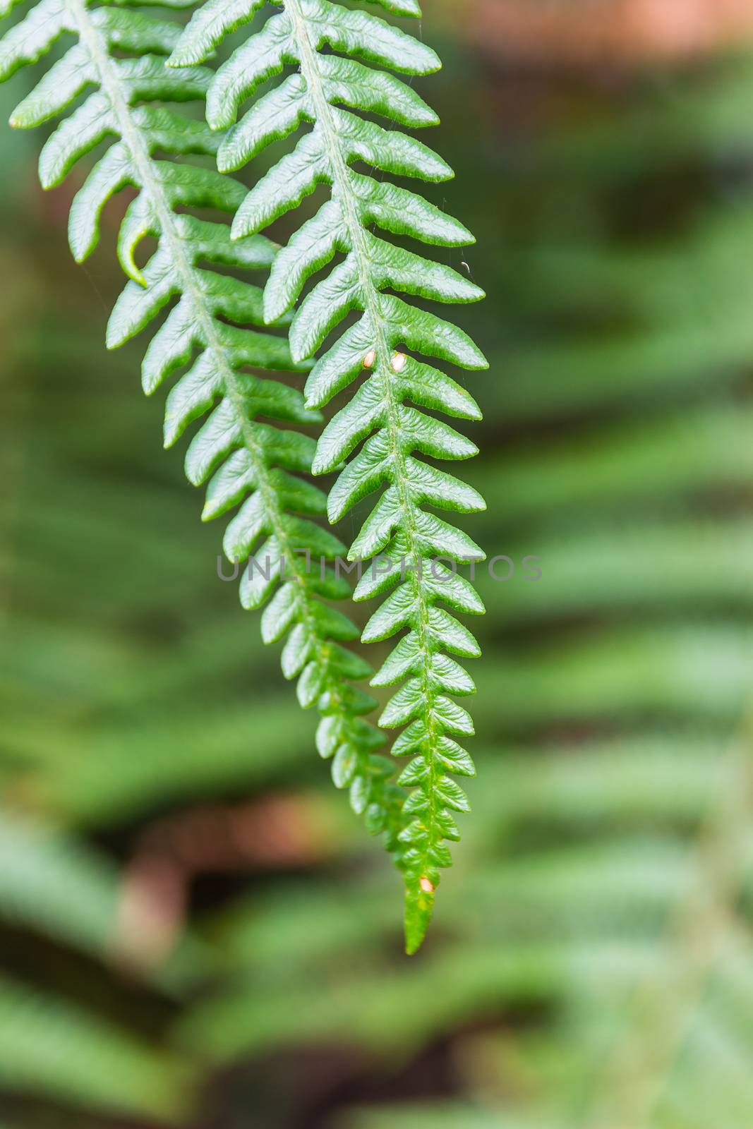 Green lush ferns growing in forest by simpleBE