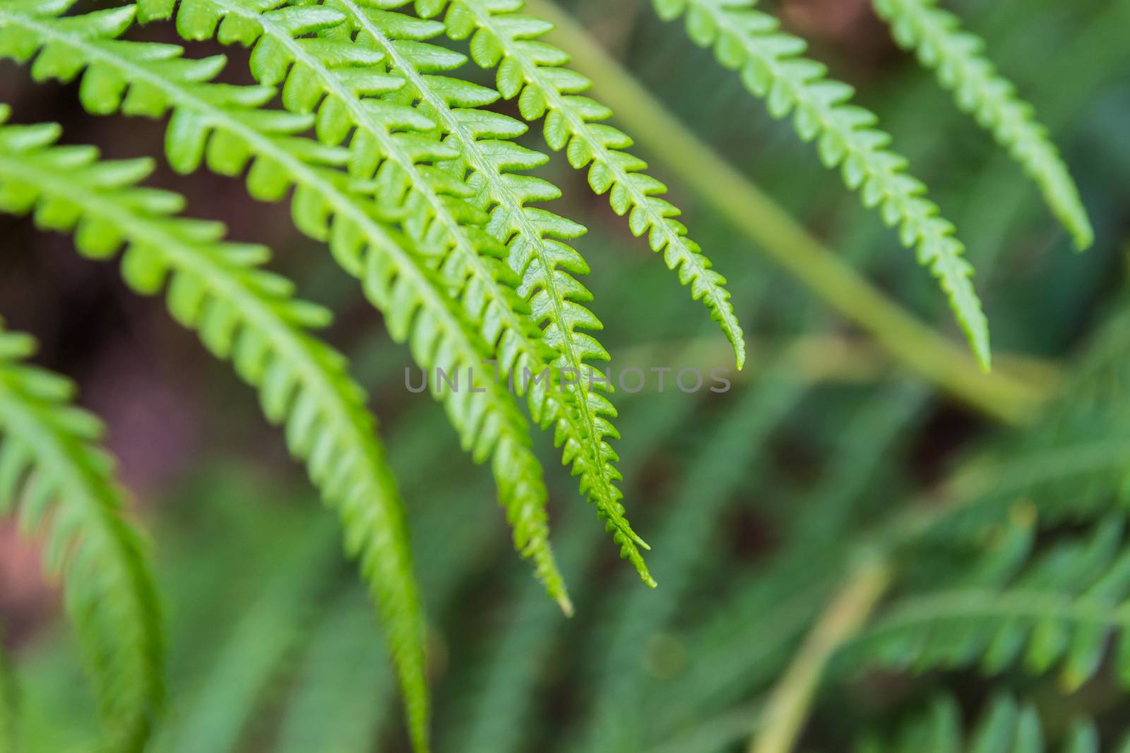 Green lush ferns growing in forest by simpleBE