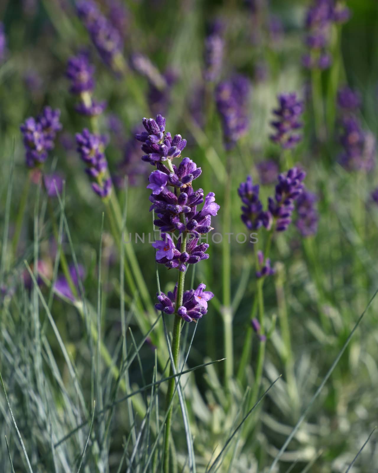 Close up purple lavender flowers in green grass by BreakingTheWalls