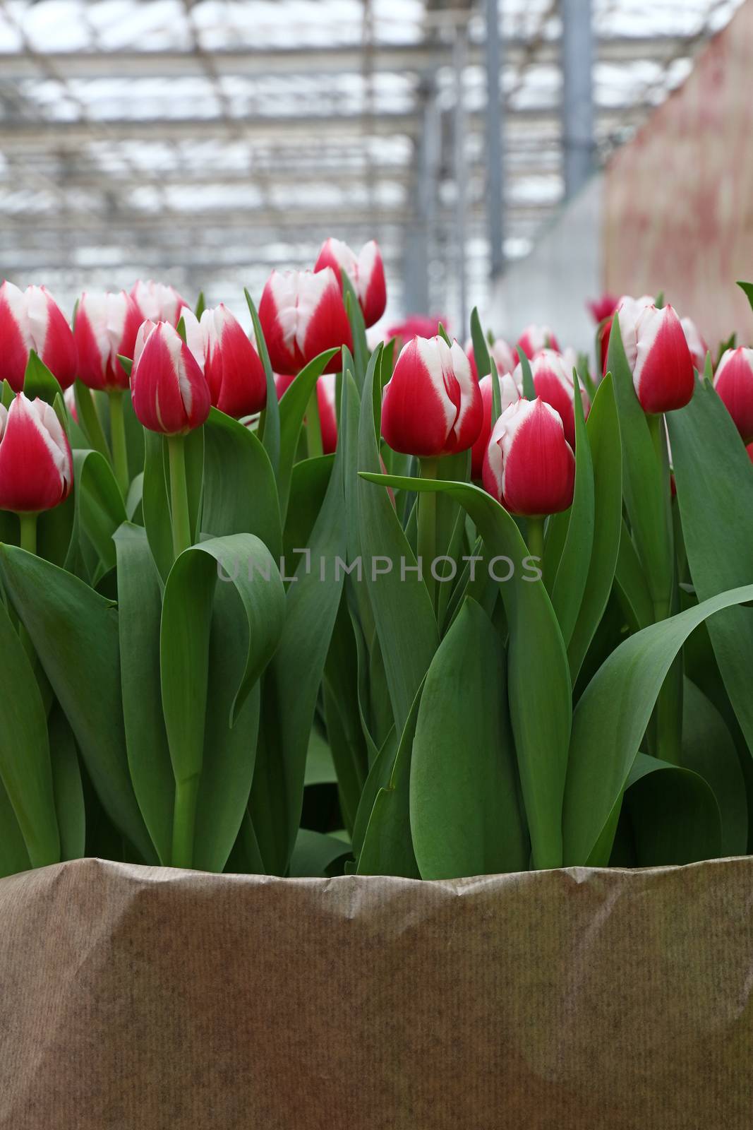 Close up tulip flowers in greenhouse by BreakingTheWalls