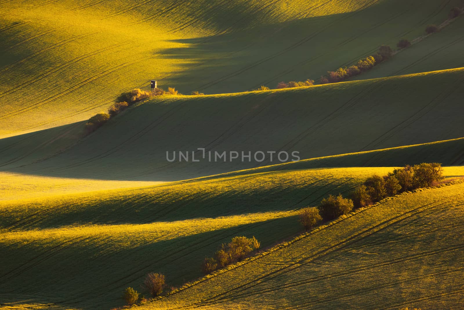 sunrise lines and waves with trees in the spring, South Moravia, Czech Republic