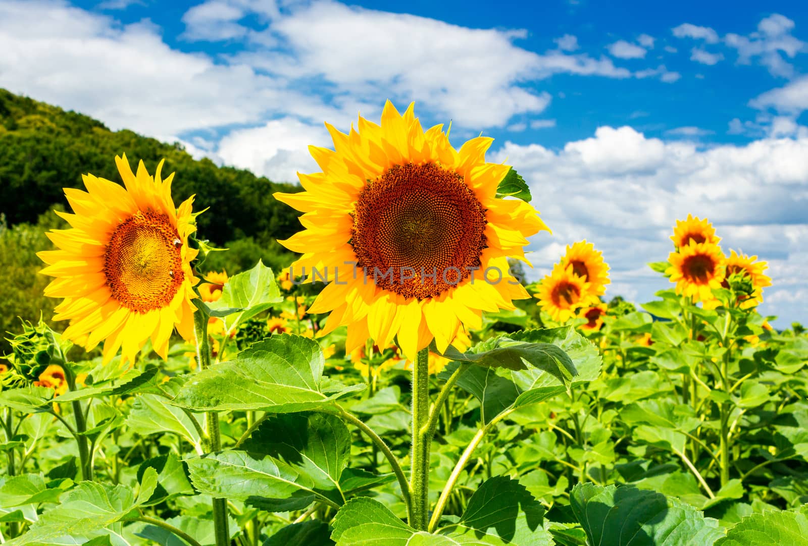 sunflower field in the mountains by Pellinni