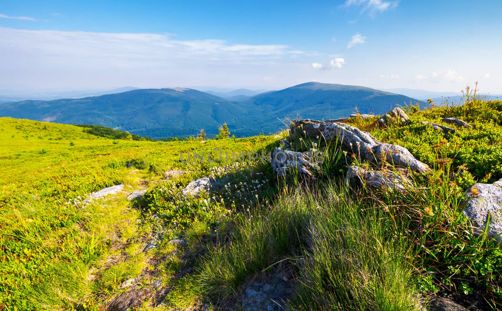 meadow with boulders in Carpathian mountains in summer by Pellinni