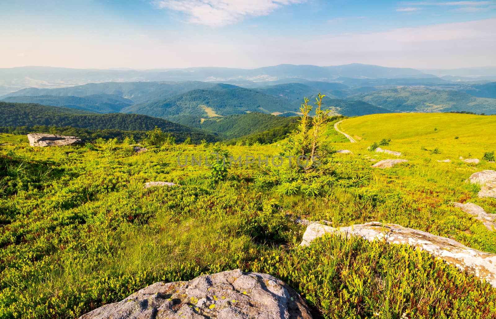 landscape of Carpathian high mountain ridge. lonely spruce tree among huge rocks on grassy hillside. gorgeous vewpoint with hills and peaks in the distance. spectacular scenery with blue sky and clouds in summer time