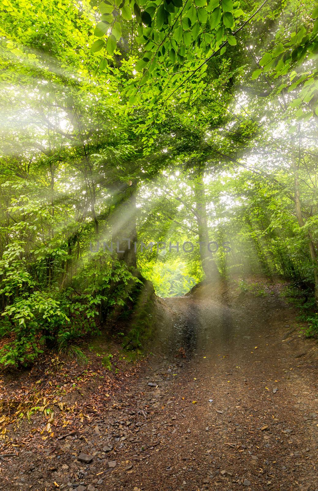 dirt road through beech forest by Pellinni