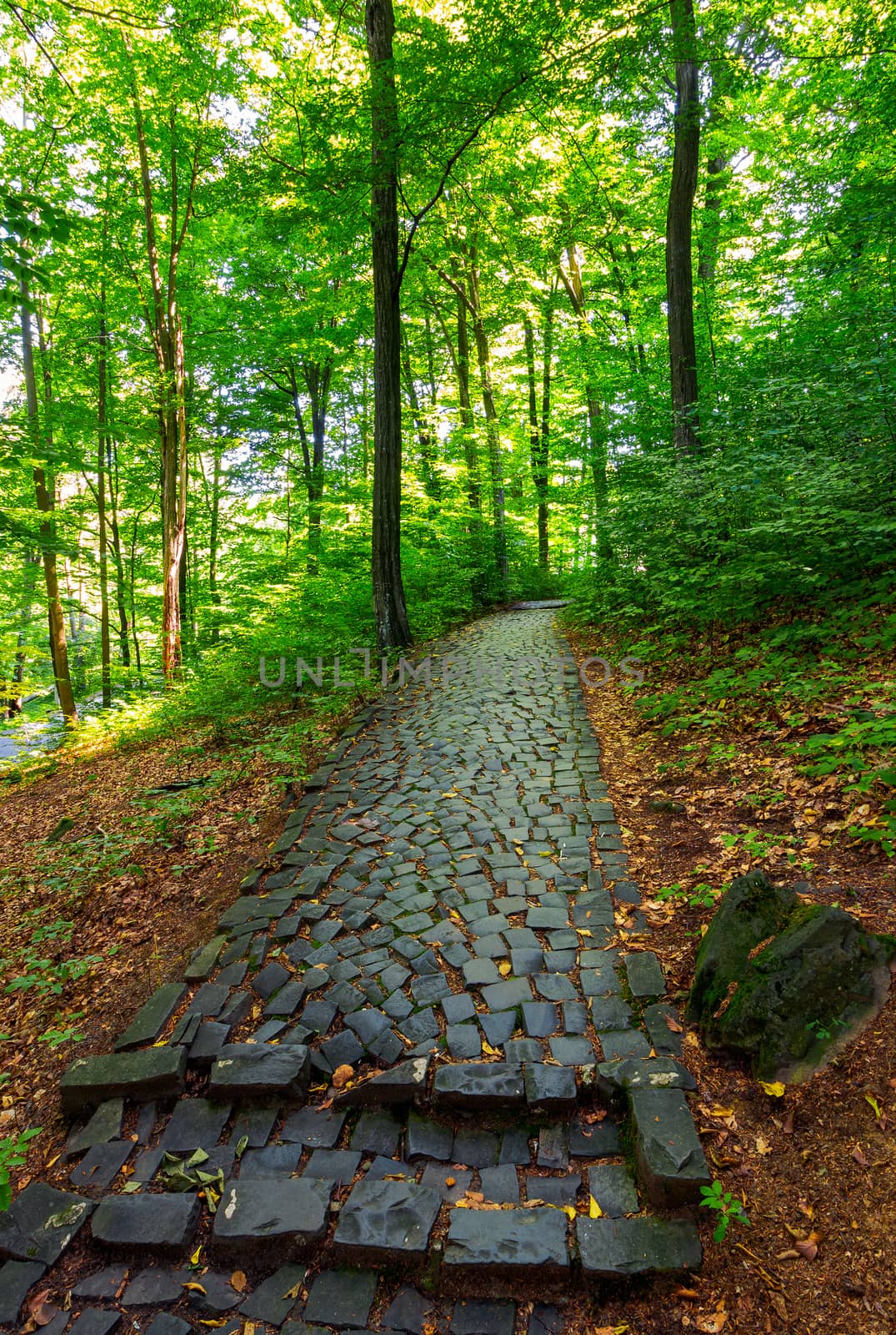 cobble stone path through forest by Pellinni