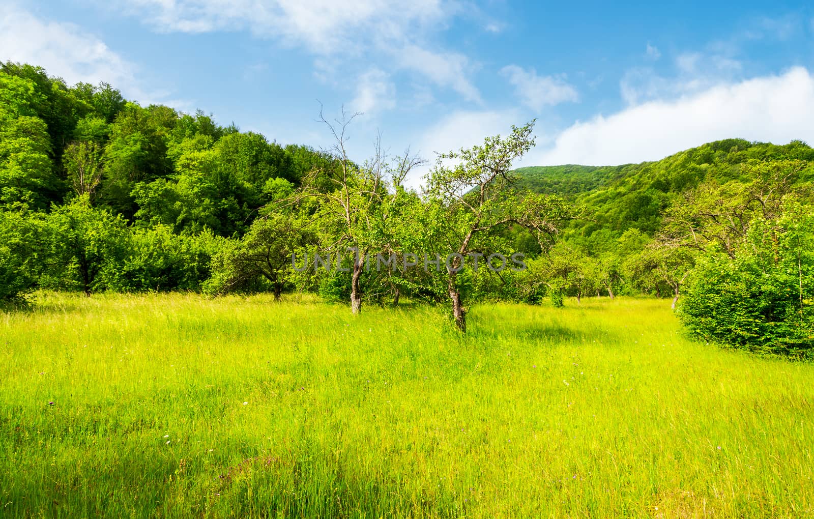 abandoned apple orchard in mountains by Pellinni