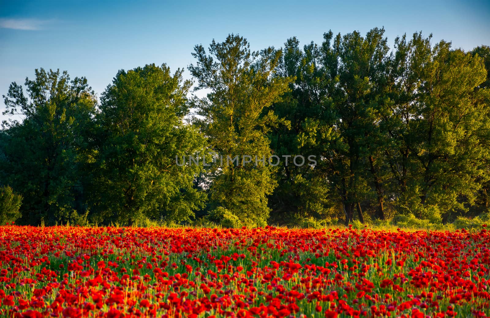 forest behind the poppy field by Pellinni