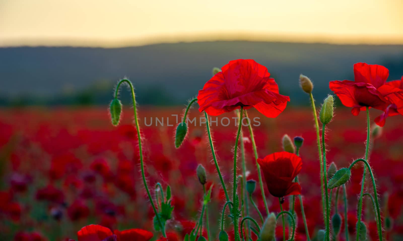 vivid red poppy field at sunset. beautiful summer background