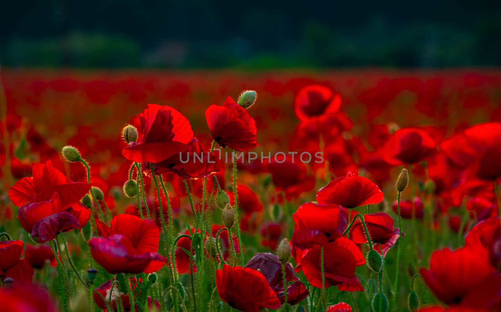 poppy flowers close up in the field by Pellinni