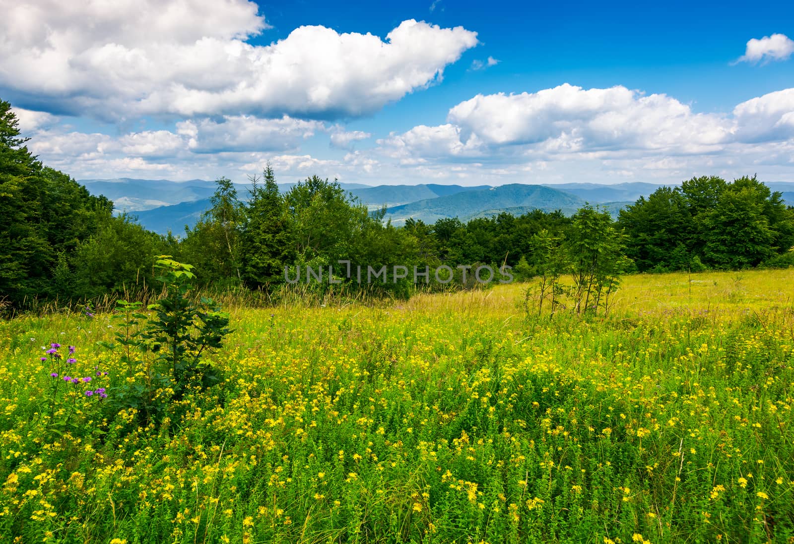 meadow with wild herbs on top of a hill in summer by Pellinni