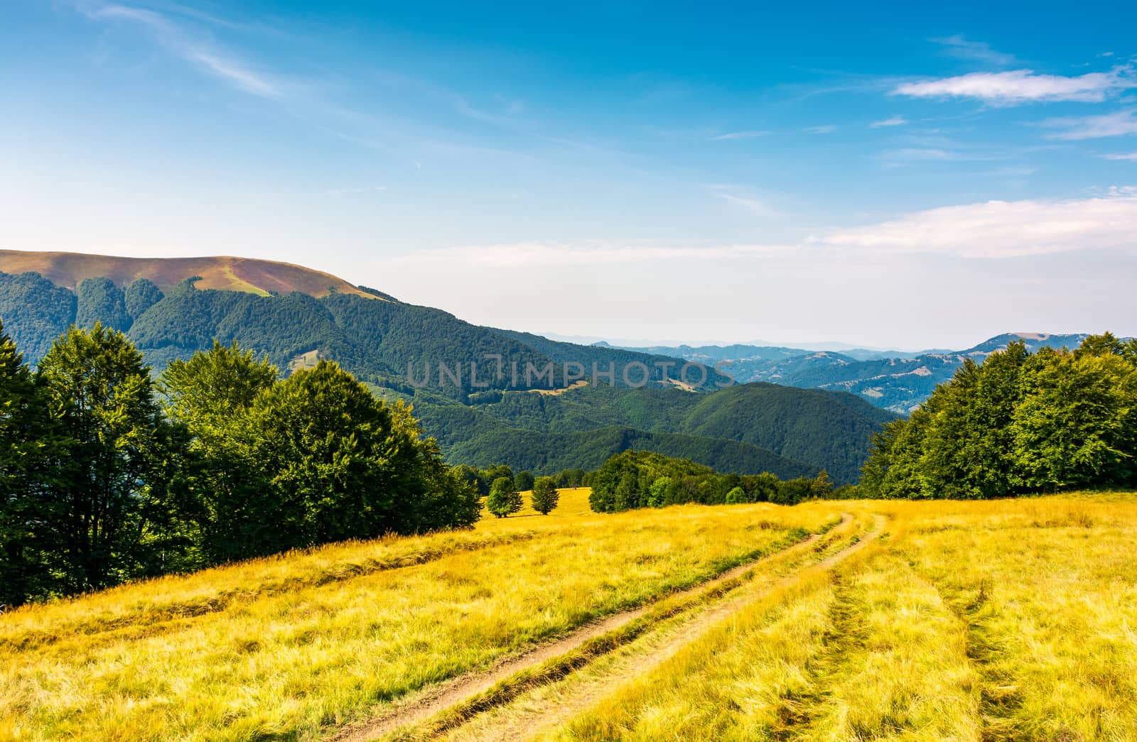 countryside road through grassy hill. rural transportation concept. lovely summer landscape in Carpatian mountains