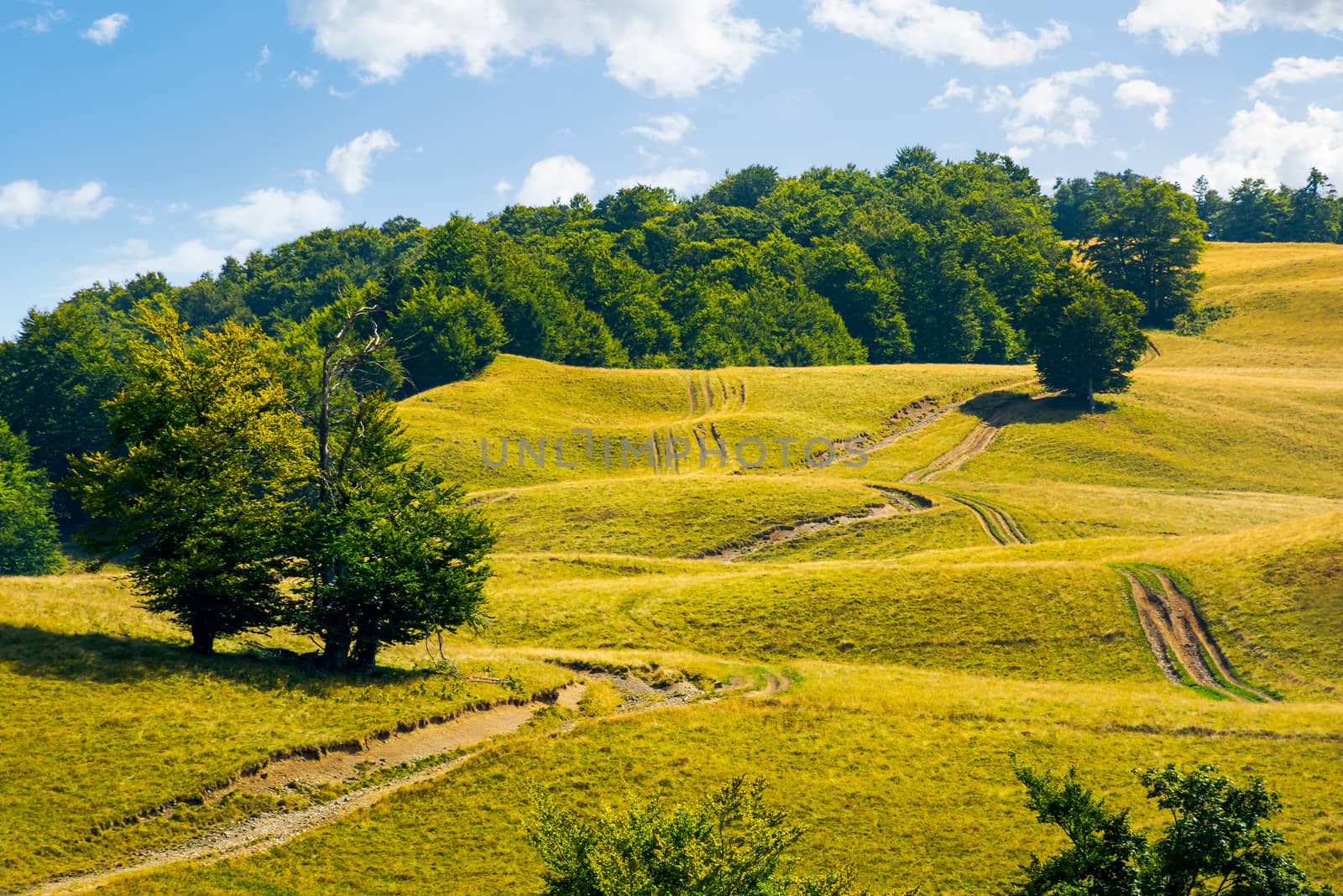 mountain road uphill along the forest. beech tree stand separately on the grassy meadow. lovely nature scenery in summer