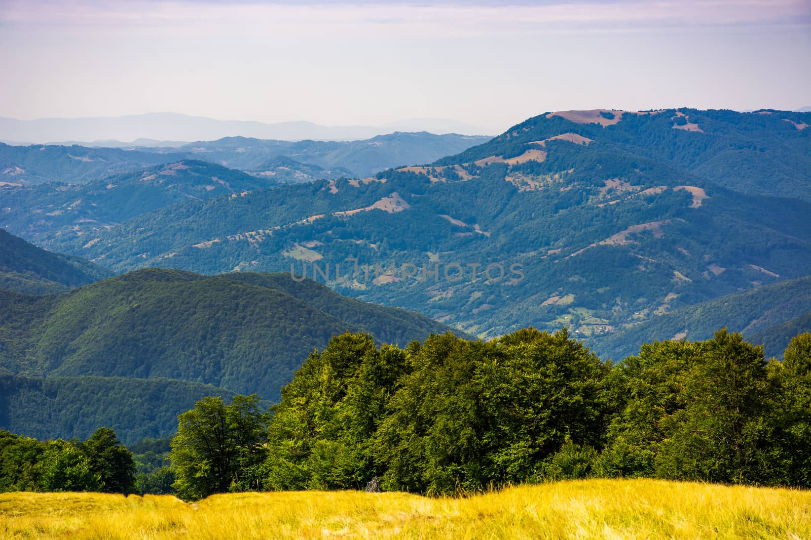 forested hills of Carpathian mountains. beautiful summer landscape. beech trees on a grassy hillside meadow. mountain ridge Krasna in the distance
