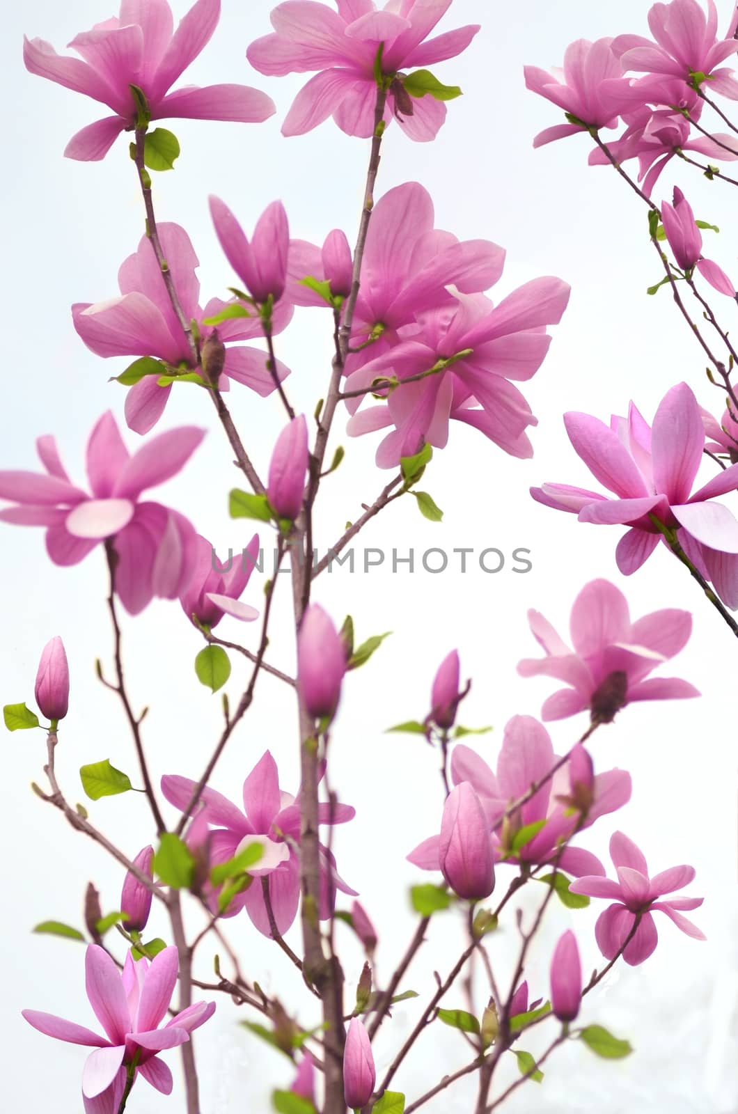 Blooming Magnolia tree on white background.