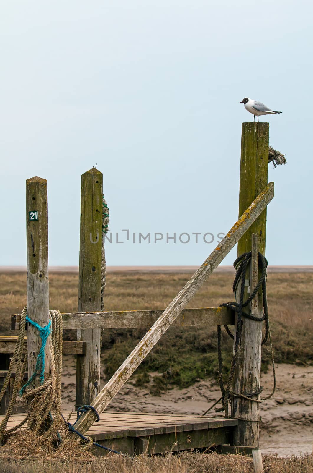 Black-headed Gull on jetty at Thornham in Norfolk.