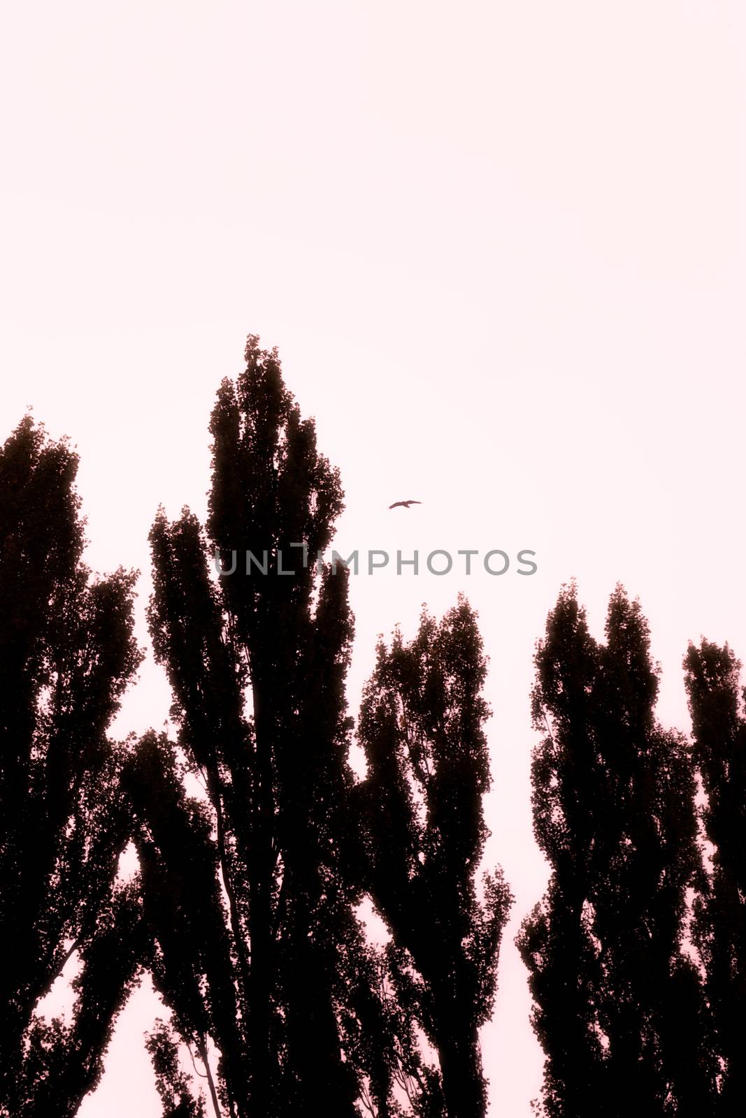 Autumn poplar trees silhouettes and a bird in the gray sky