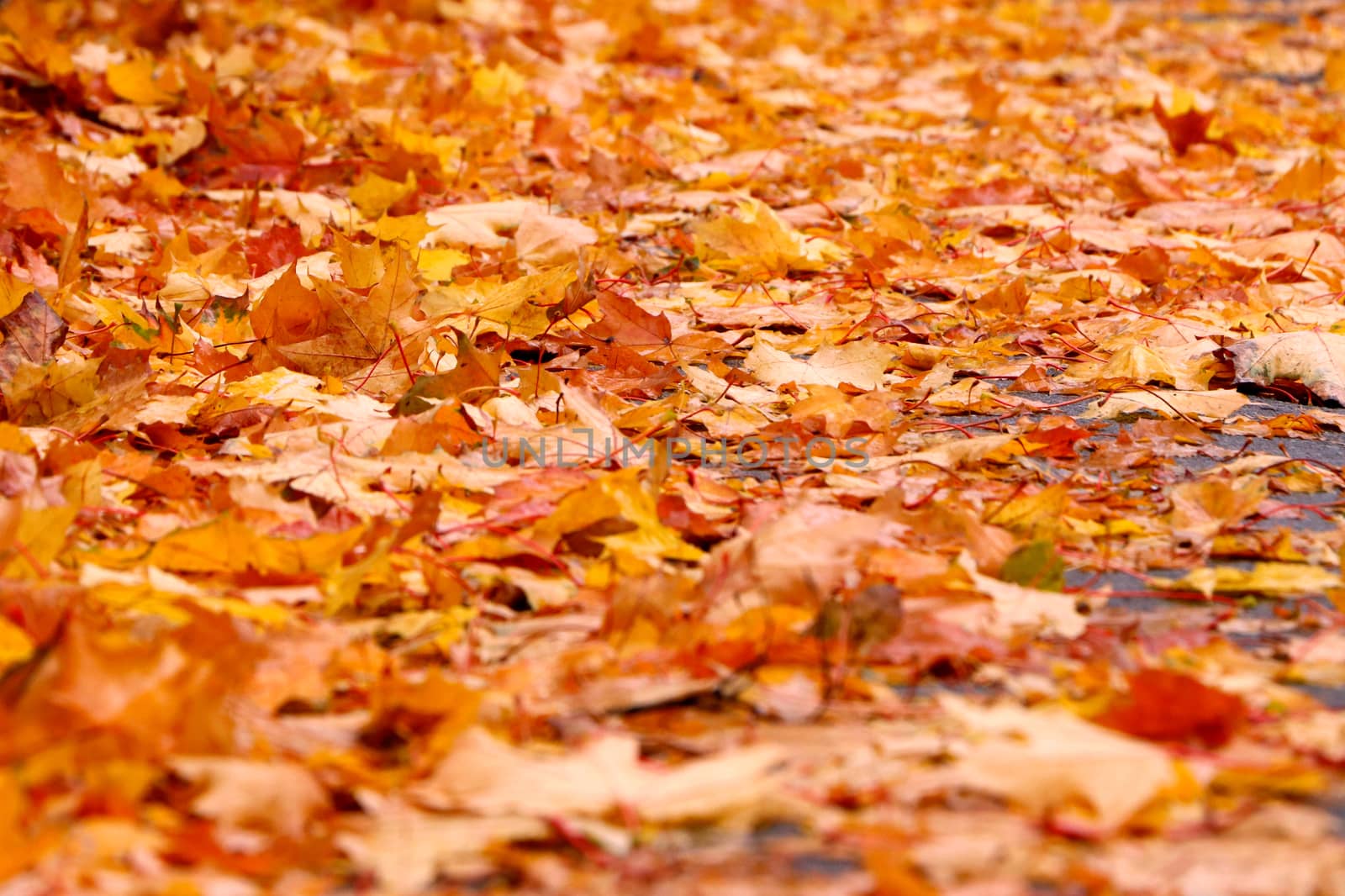 Autumn background from lot of colorful fallen yellow leaves on the ground outdoors, close up view