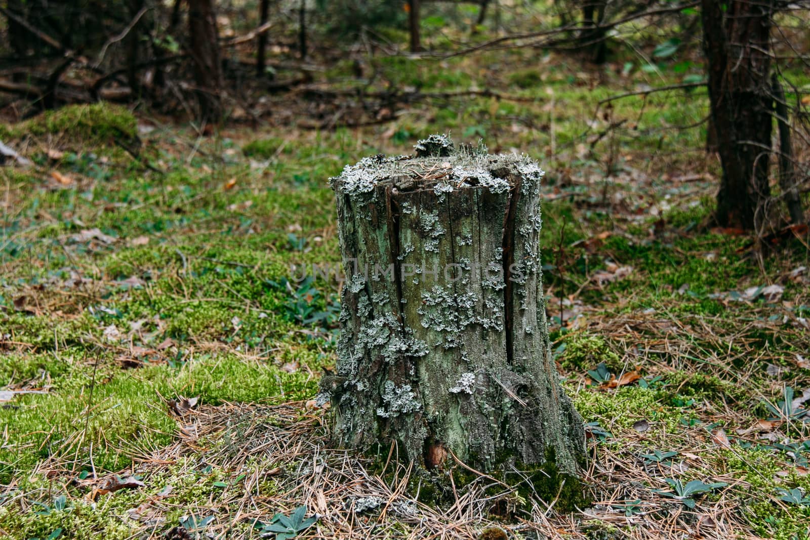 Old treestump covered with moss in the coniferous forest