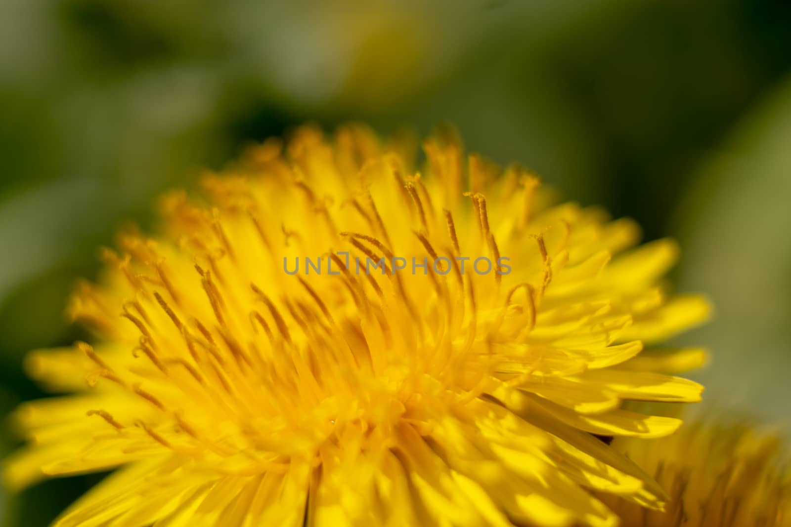 a dandelion in springtime macro picture taken