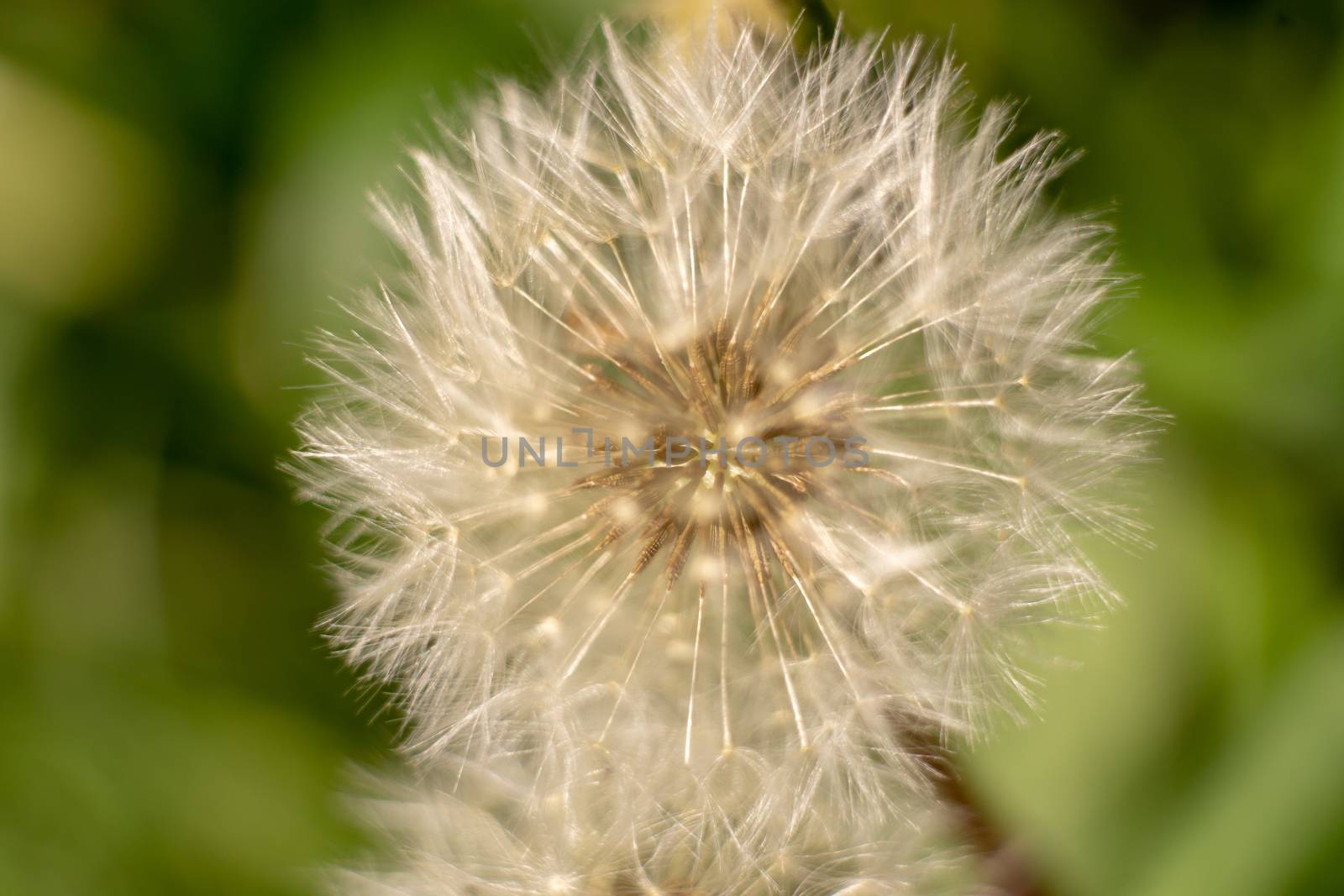 a dandelion in springtime macro picture taken