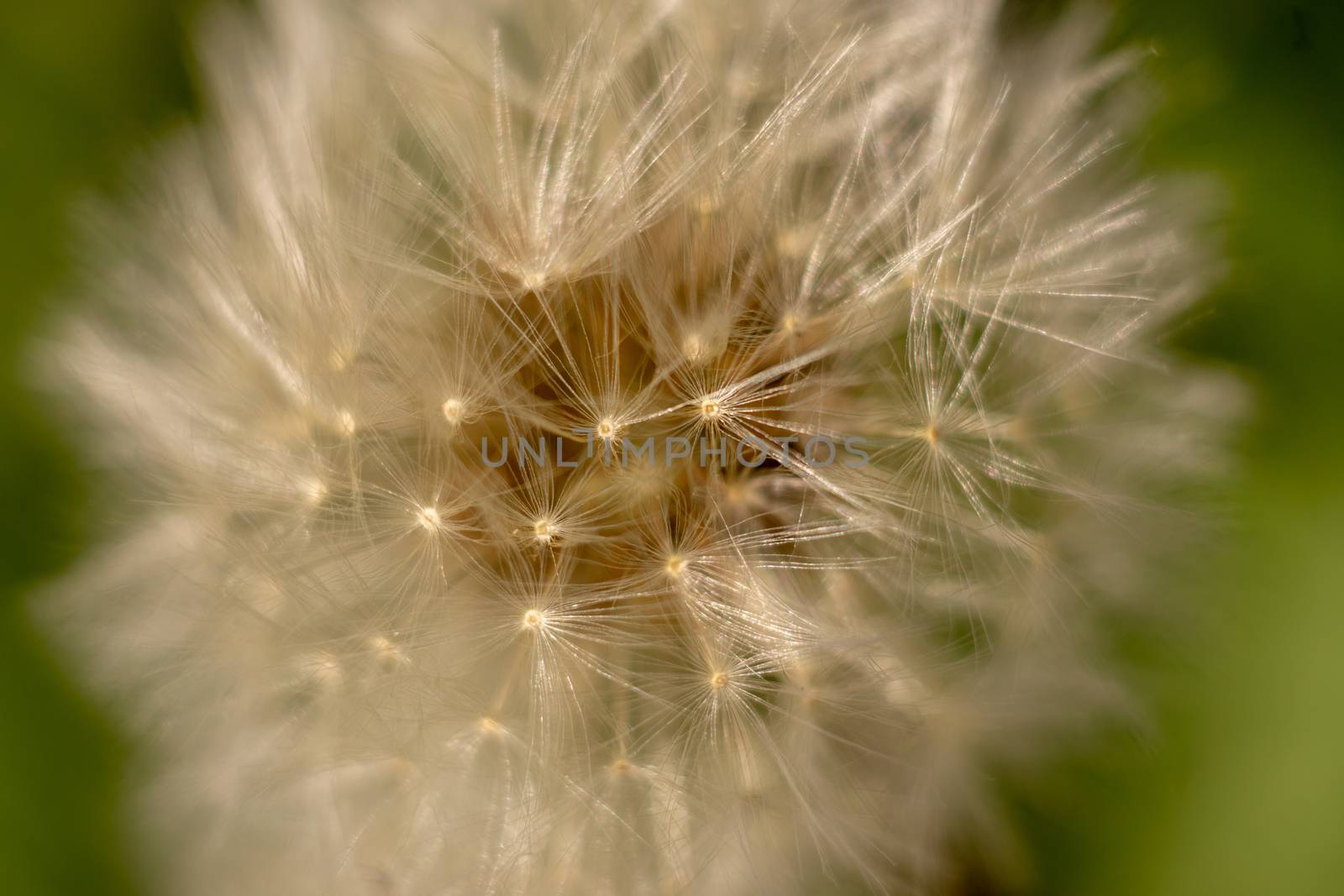 a dandelion in springtime macro picture taken