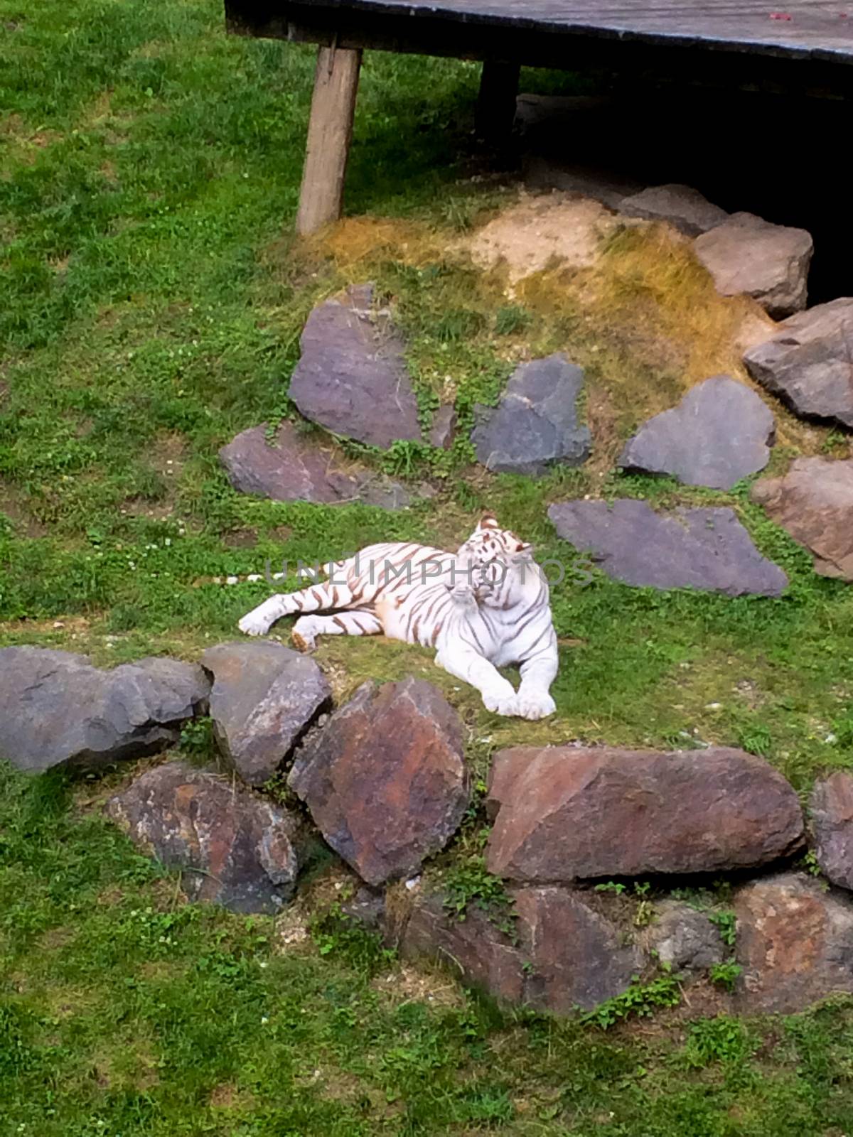 a white tigeri is chilling at a zoo in austria