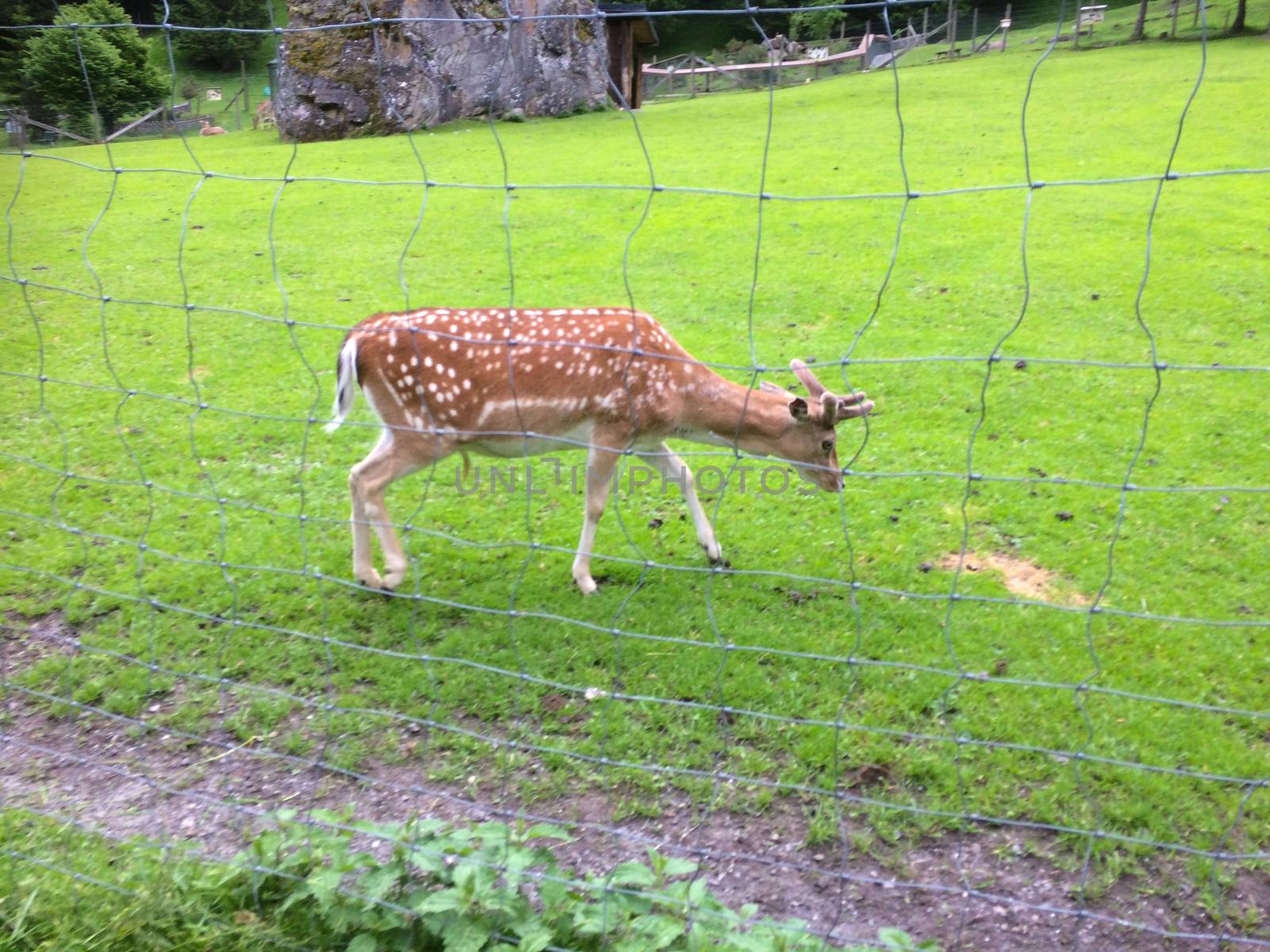 a deer at the zoo in austria by Tevion25