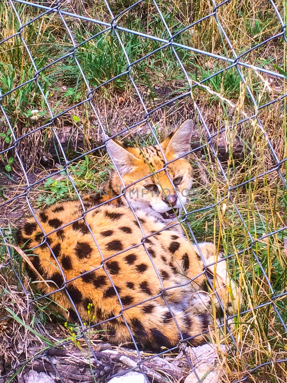 a lynx at a zoo in austria is chilling