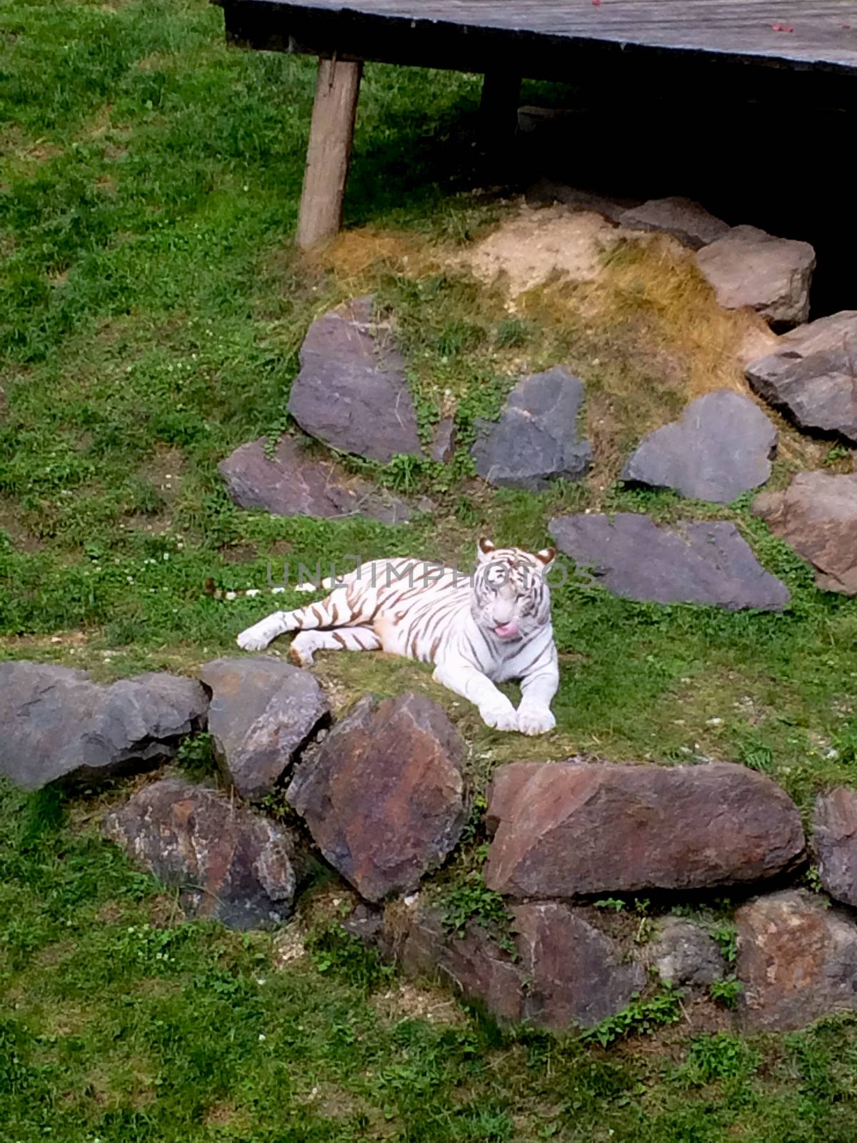 a white tigeri is chilling at a zoo in austria