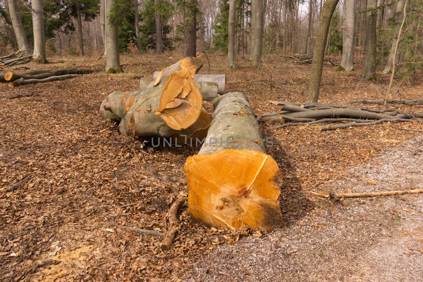 a cutten beech tree in the woods