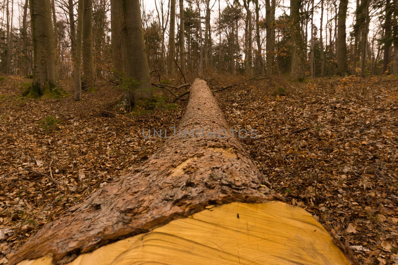 a spruce trunk in the woods after cutting