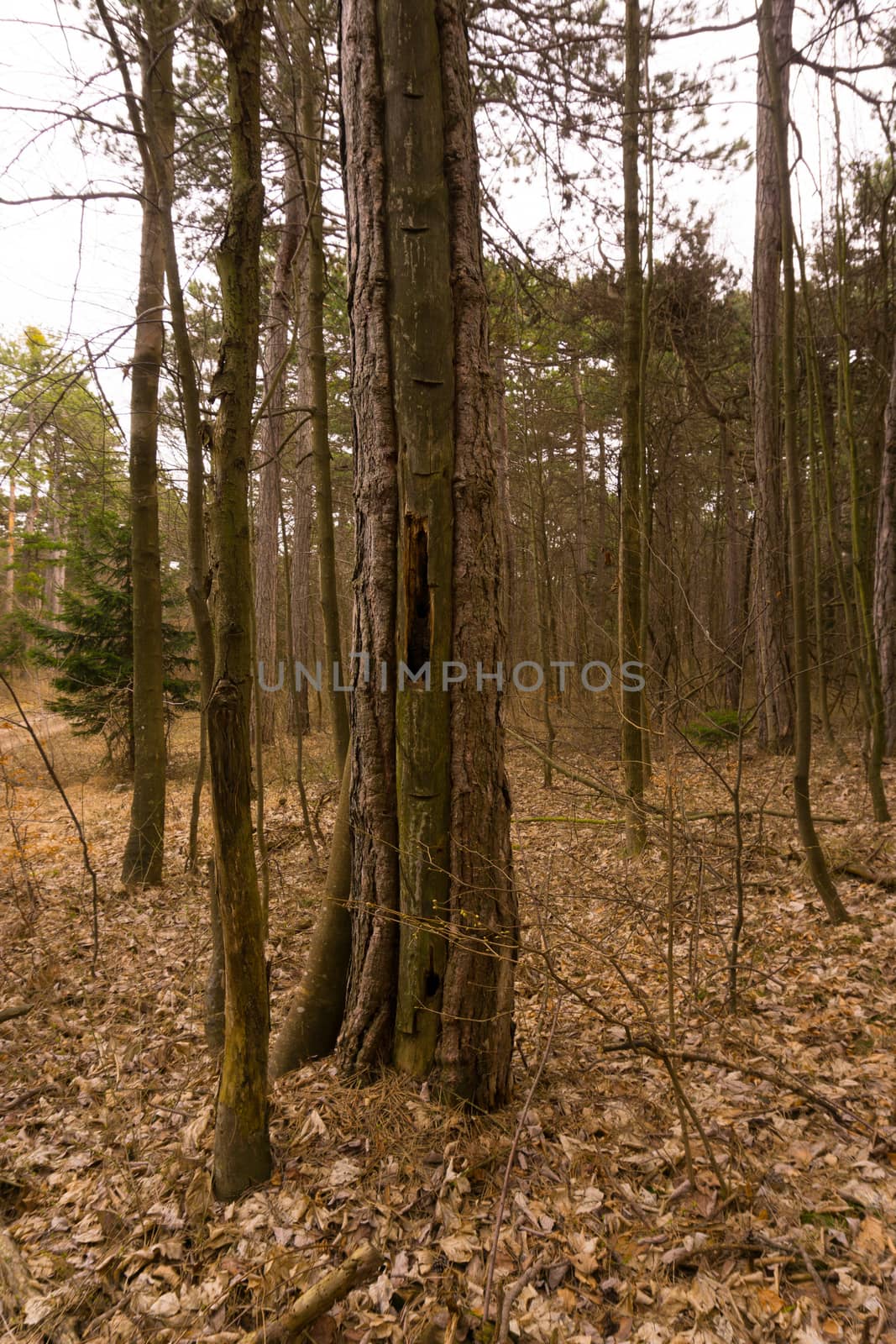 an old pitch tree in the woods