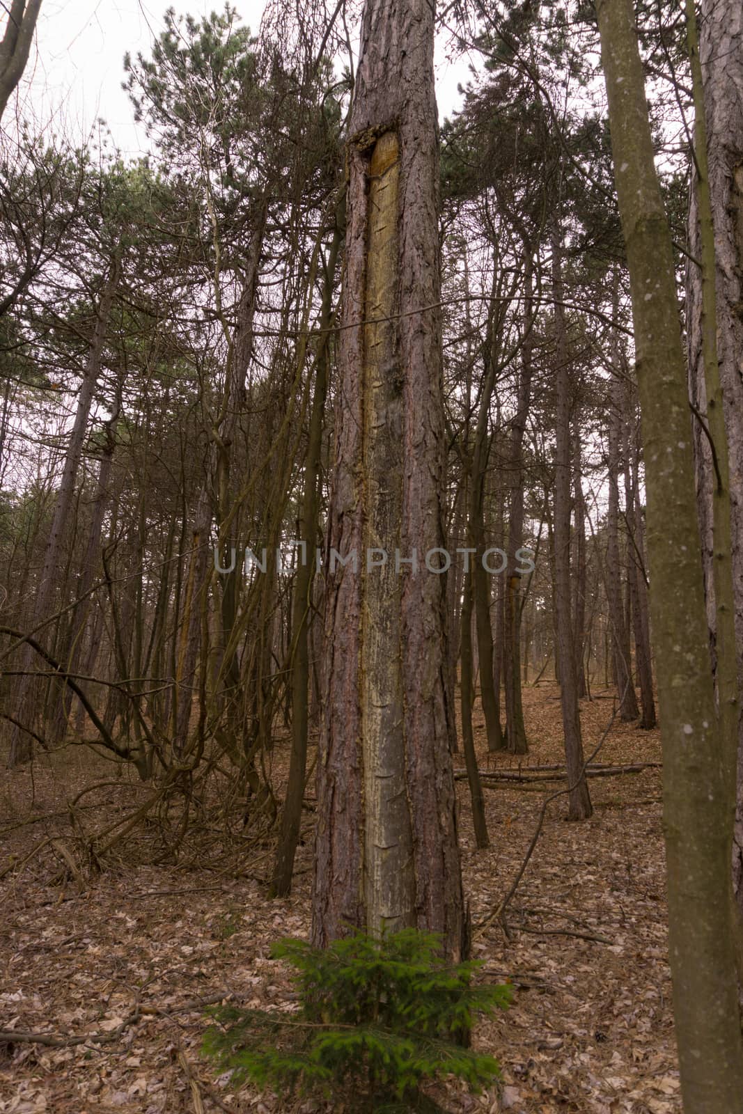 an old pitch tree in the woods by Tevion25