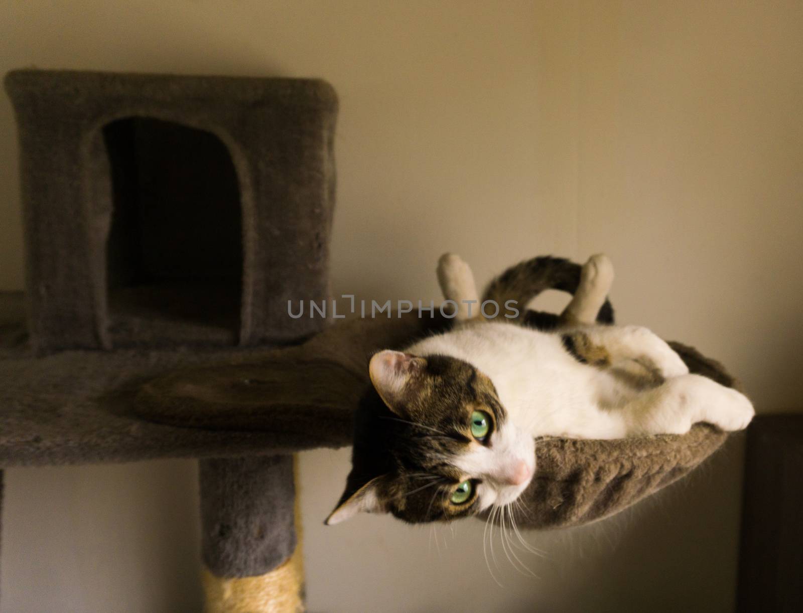 cat is chilling in a hammock looking in the camera