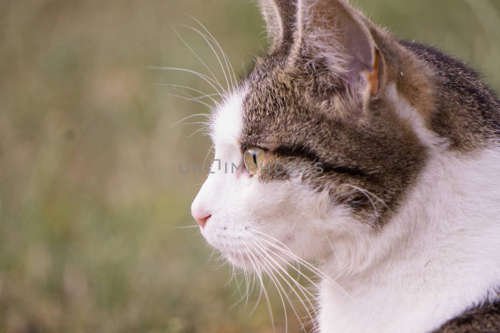 a cat is looking and thinking about