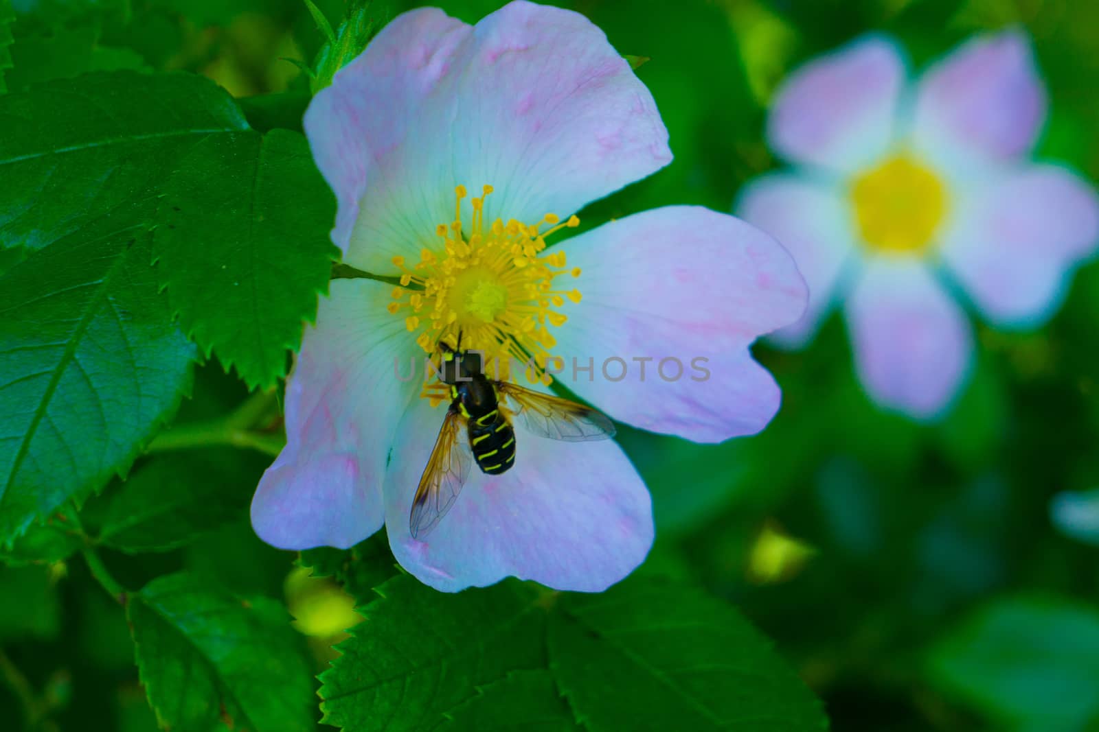 bee is inside the flower at springtime