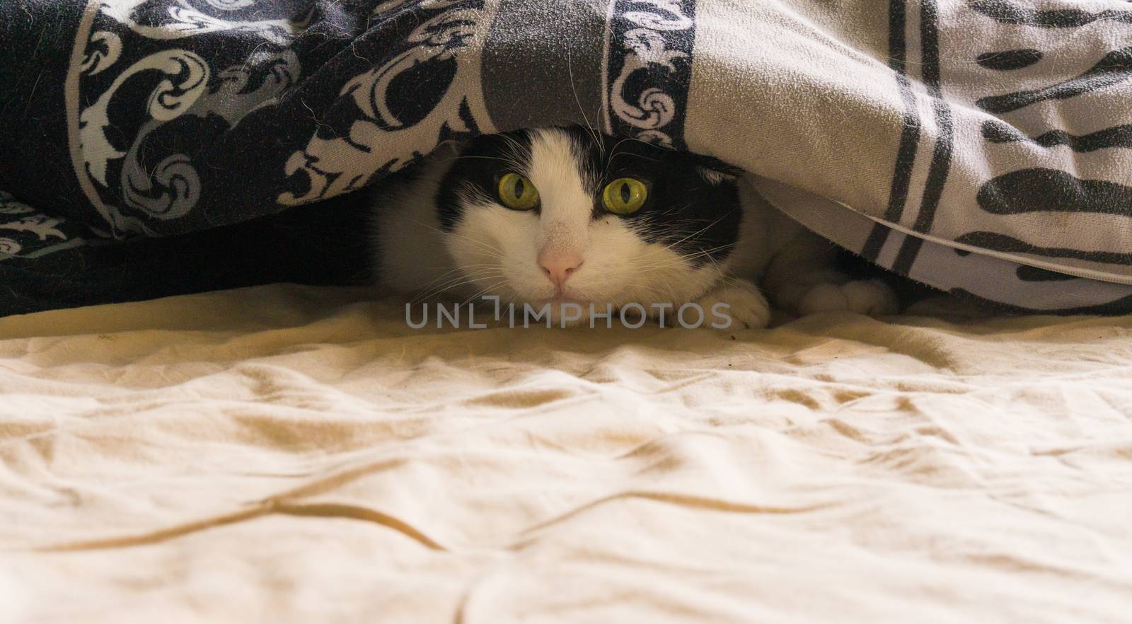 a cat is sleeping under the bedcover