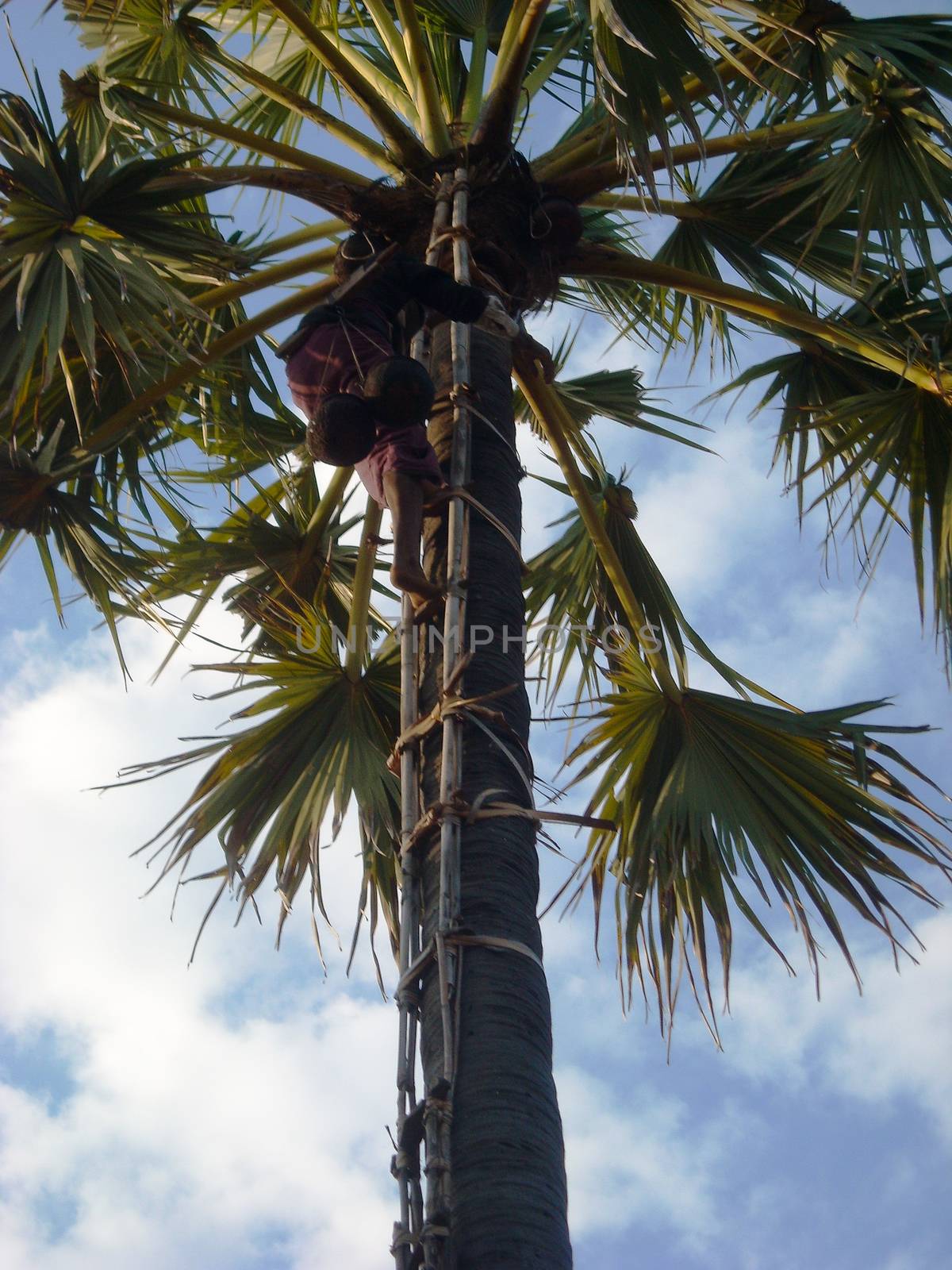 a cocos climber at a palm tree