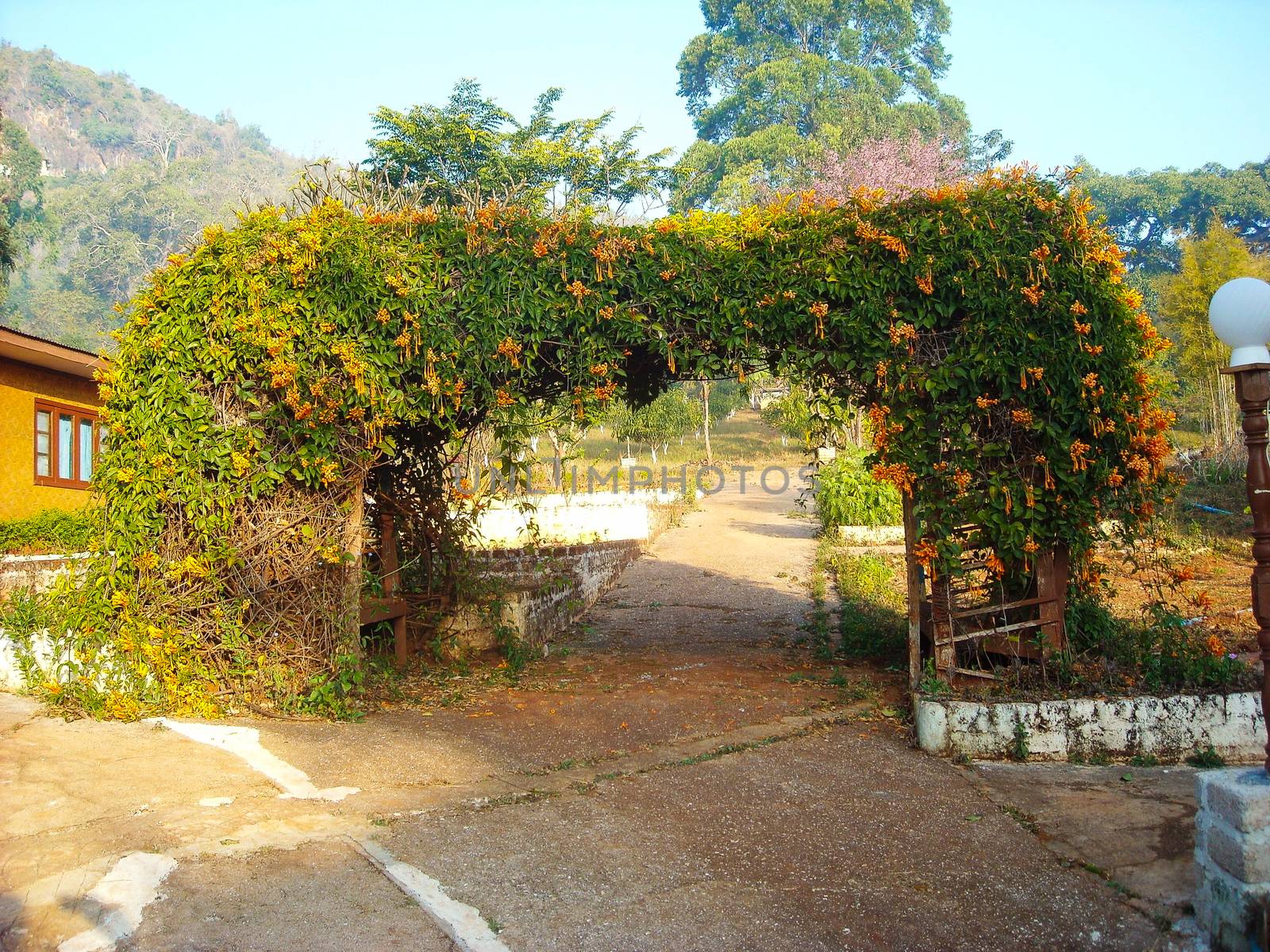 a nice garden with colorful trees in burma