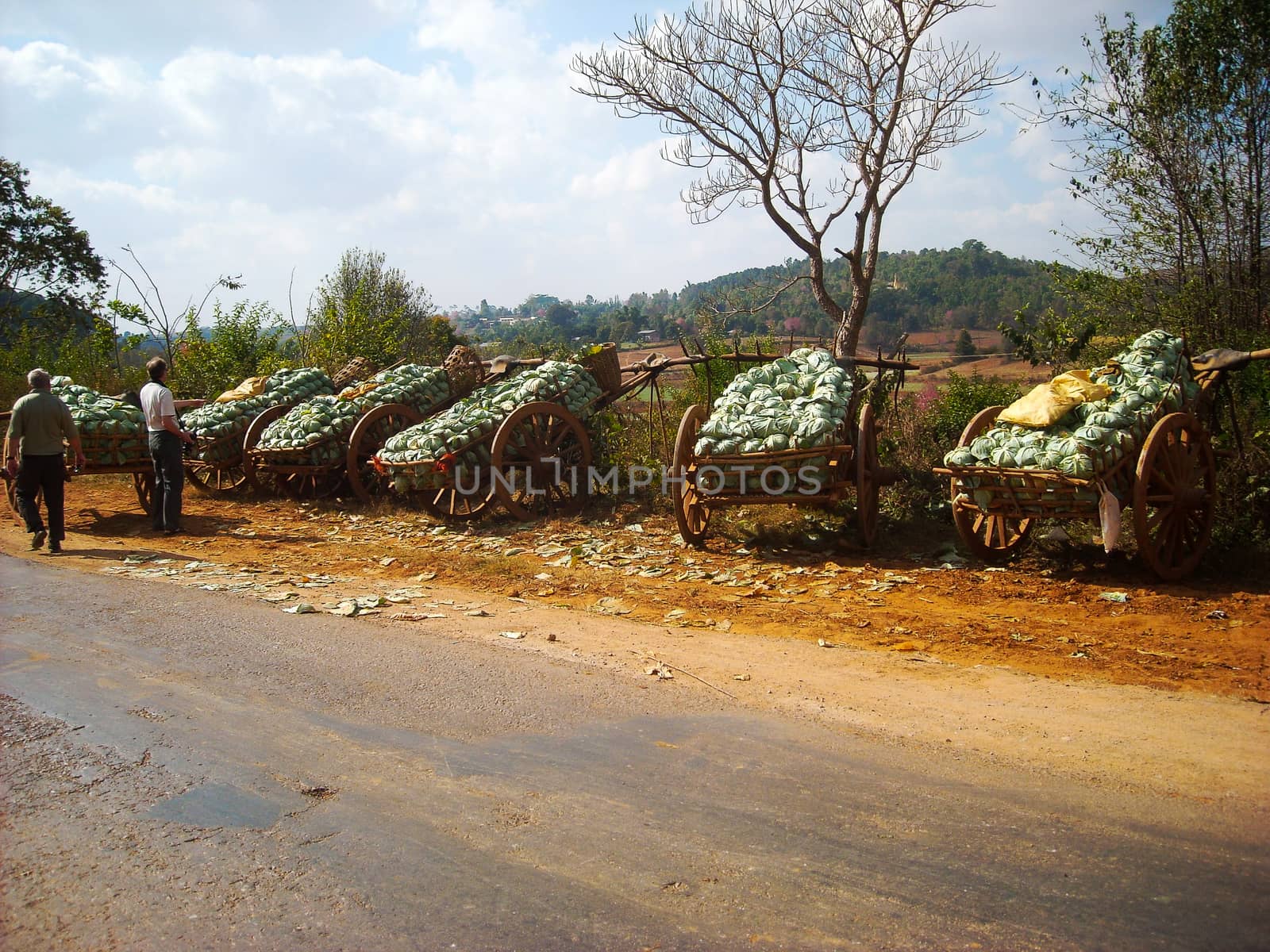 wood wagons with water melons in burma