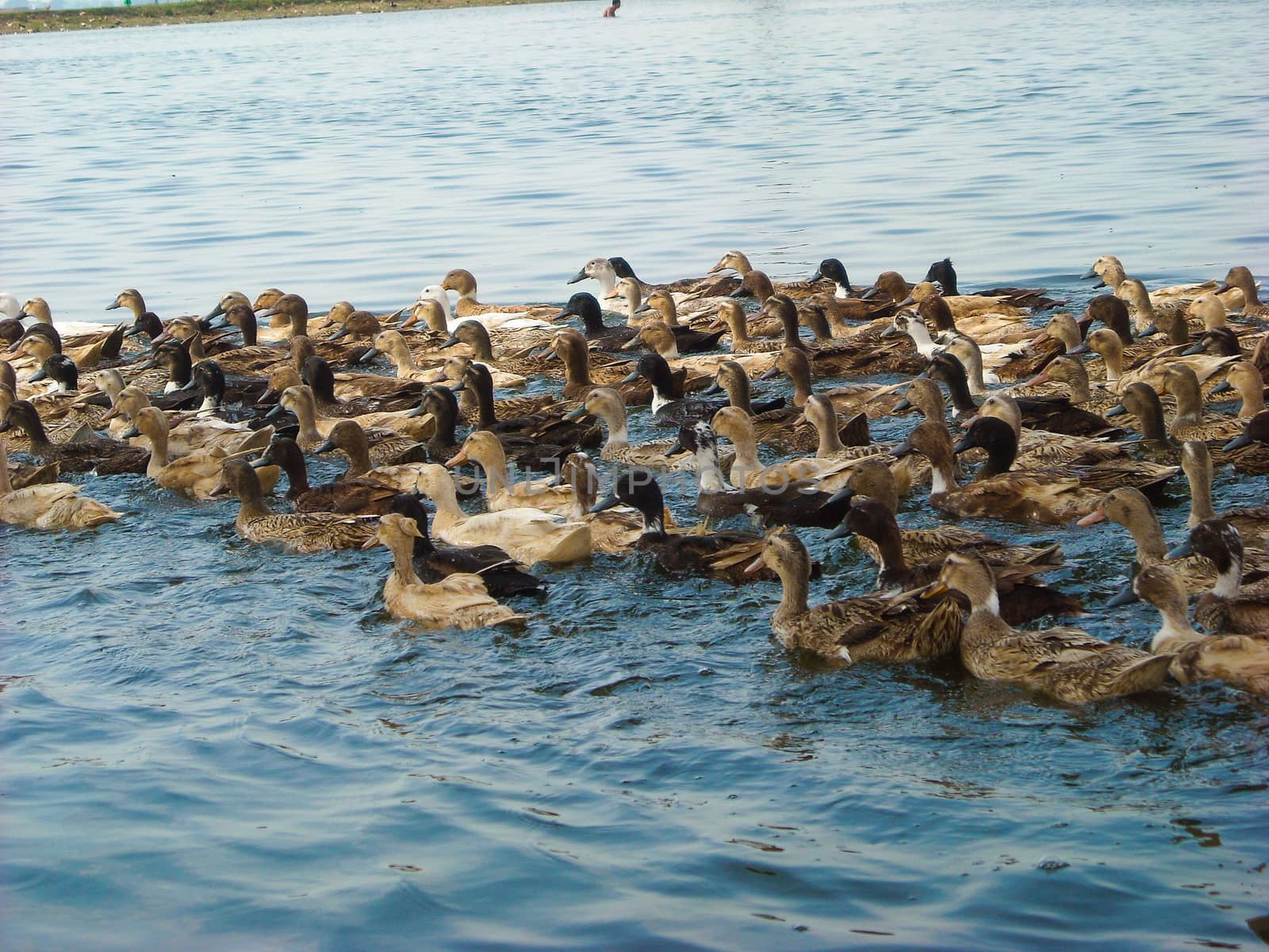 many ducks in the river searching for food