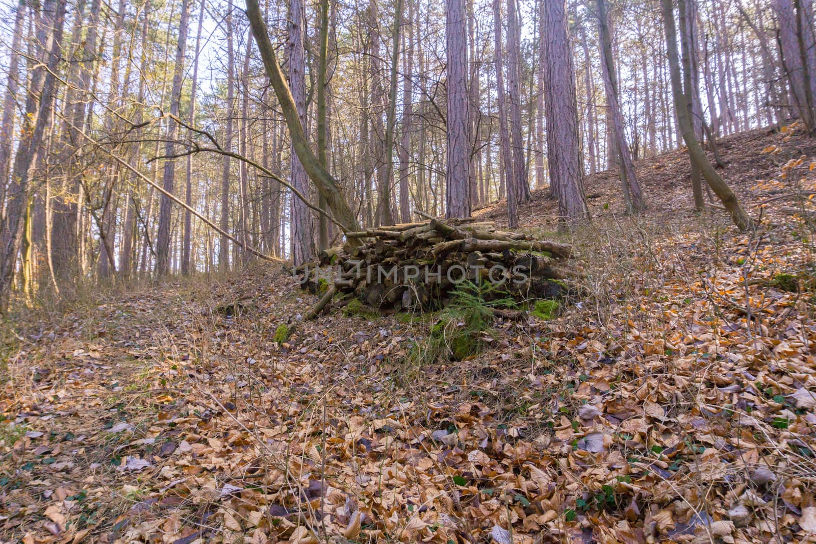 an old stack with trunks in the woods